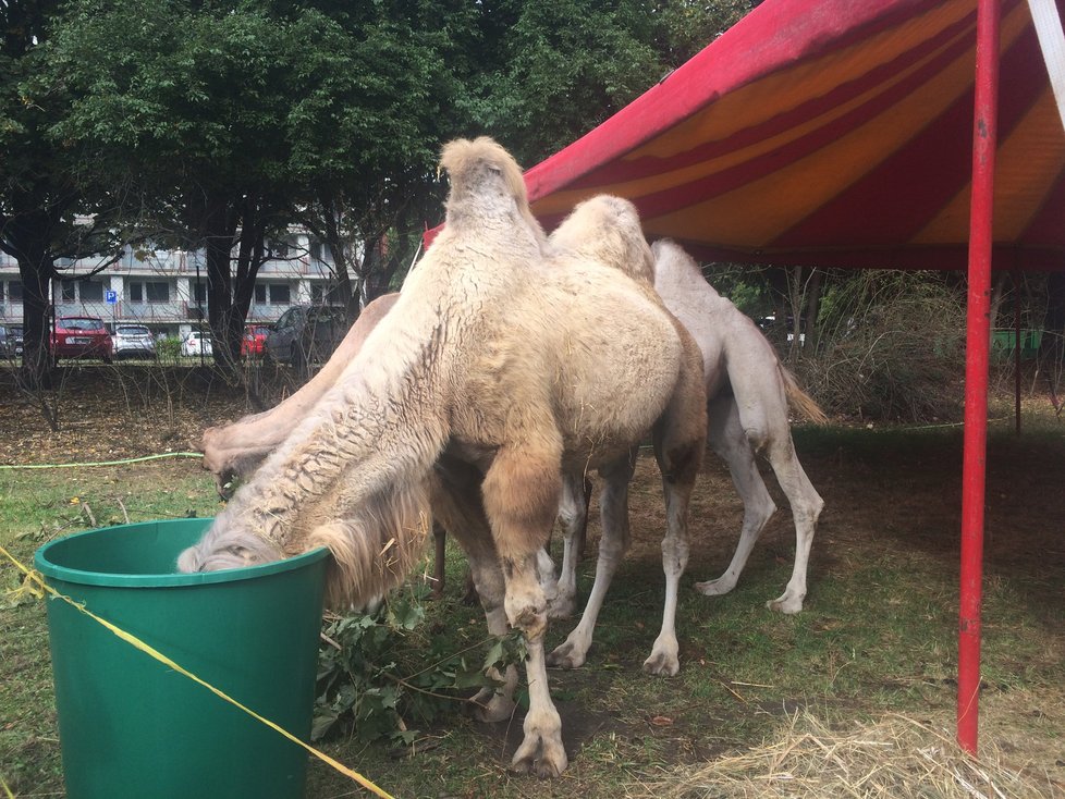 Cirkus Humberto, který se momentálně nachází v pražské Krči, pozval veřejnost do svého zázemí. Lidé si tam mohli prohlédnout, jak se pracovníci cirkusu starají o tamní zvířátka i jak probíhá výcvik.