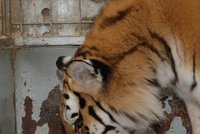 Cirkus Jo – Joo zažívá tygří baby boom