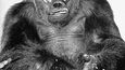 Gorilí samec Gargantua byl ošklivě poraněn kyselinou při převozu z Afriky.