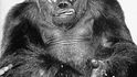 Gorilí samec Gargantua byl ošklivě poraněn kyselinou při převozu z Afriky.