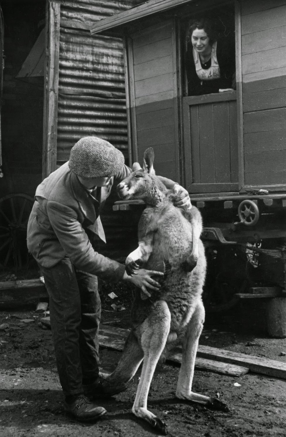 Klokan cvičený k boxu (1920)