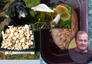Jiří si z lesa donesl typické jarní houby- čirůvky májovky.