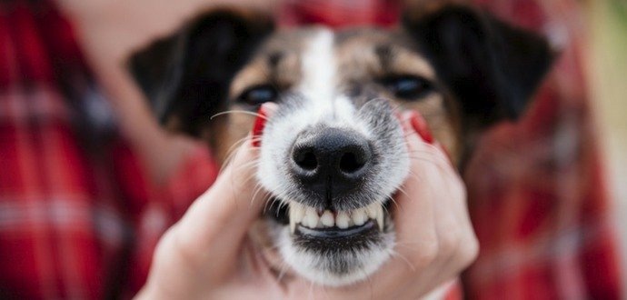 5 důležitých rad, jak udržet zuby vašeho psa zdravé