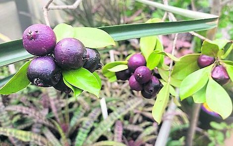 Psidium cattleyanum – tzv. Jahodový strom lze pěstovat na zahradě. Jeho plody jsou velmi chutné.
