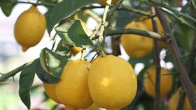 Pomeranč, mandarinky, kaki nebo masožravky: Botanická zahrada v Brně vystavuje „tropy“