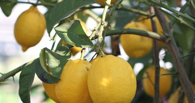citrusy citrusy