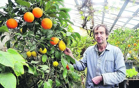 Zahradník u keře, na kterém rostou lumie, citrony, pomeranče, mandarinky a časem by měly přibýt i grepy.