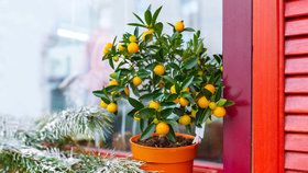 Jak se starat o citrusy, aby ve zdraví přežily zimu
