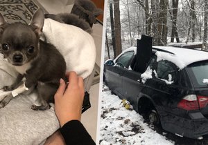 Lucii (24) ukradli auto i s její čivavou Nellinkou. Policisté auto naštěstí nalezli a milovaná čivava je zpět u své paničky.
