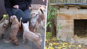 Muž byl izolovaný celý rok a musel se starat o 60 čivav