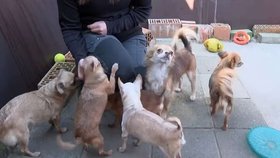 Muž byl izolovaný celý rok a musel se starat o 60 čivav