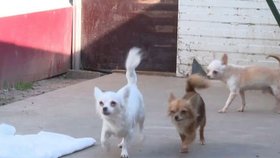 Muž byl izolovaný celý rok a musel se starat o 60 čivav