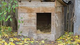 Muž byl izolovaný celý rok a musel se starat o 60 čivav