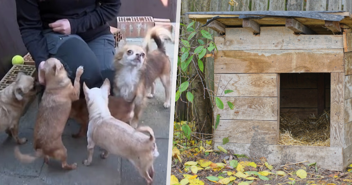 Muž byl izolovaný celý rok a musel se starat o 60 čivav