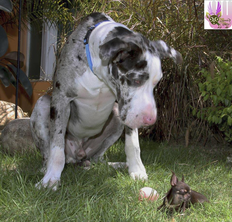 Nejmenší pes světa, čivava Miracle Milly, je vysoká necelých deset centimetrů.