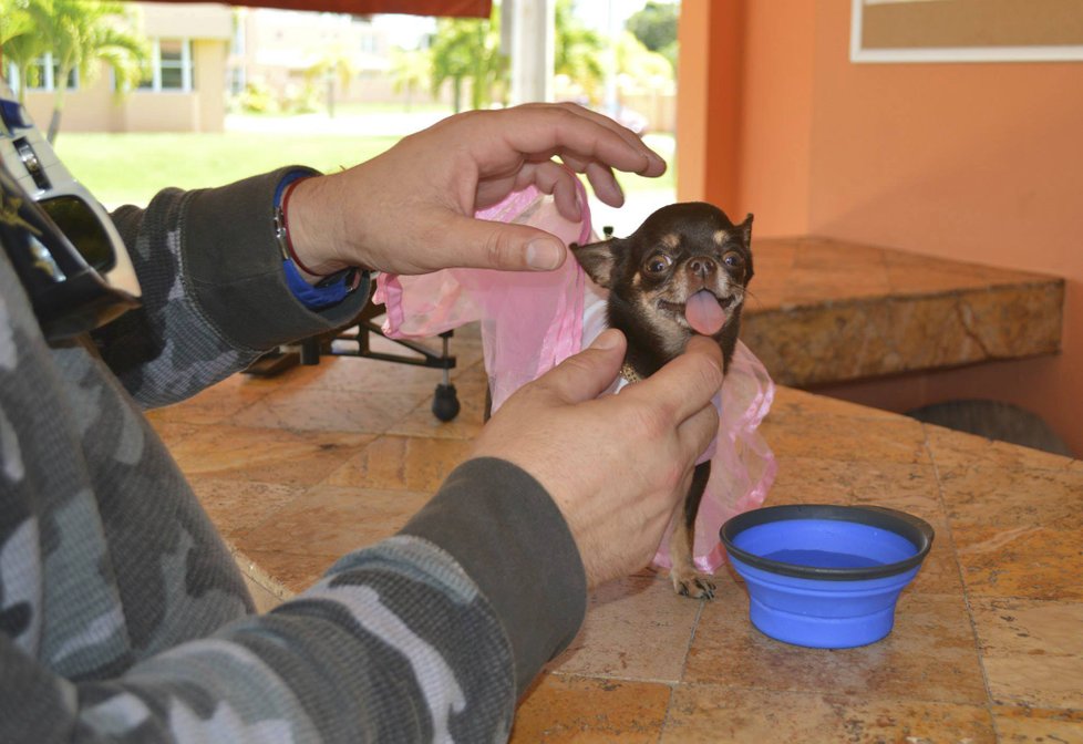 Nejmenší pes světa, čivava Miracle Milly, je vysoká necelých deset centimetrů.