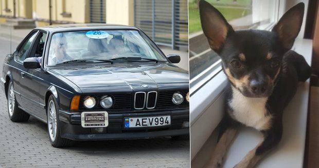 Dvojice z BMW unesla čivavu! Omráčené zvíře strčili do igelitky