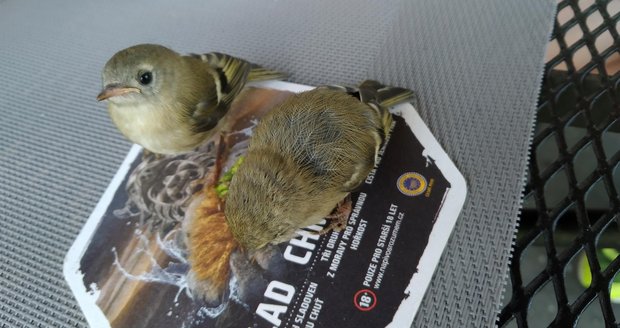 Na pivním tácku se písklata čížka lesního po čtvrt hodině vzpamatovala. Na pivním tácku se písklata čížka lesního po čtvrt hodině vzpamatovala.