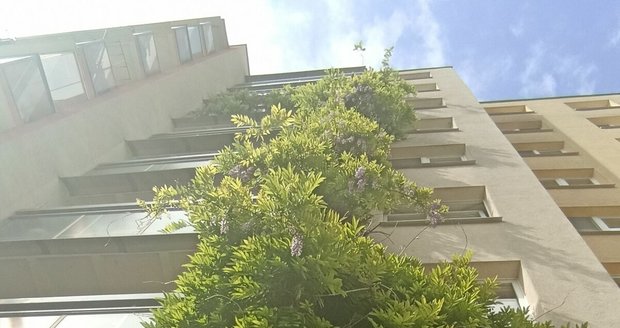 Po deseti letech vyšplhala vistárie až do 7. patra panelového domu v brněnské části Bohunice. Obyvatelé si ji na balkónech hýčkají, kolemjdoucí  dole obdivují.