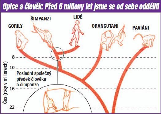 Opice a člověk: Před 6 miliony let jsme se od sebe oddělili