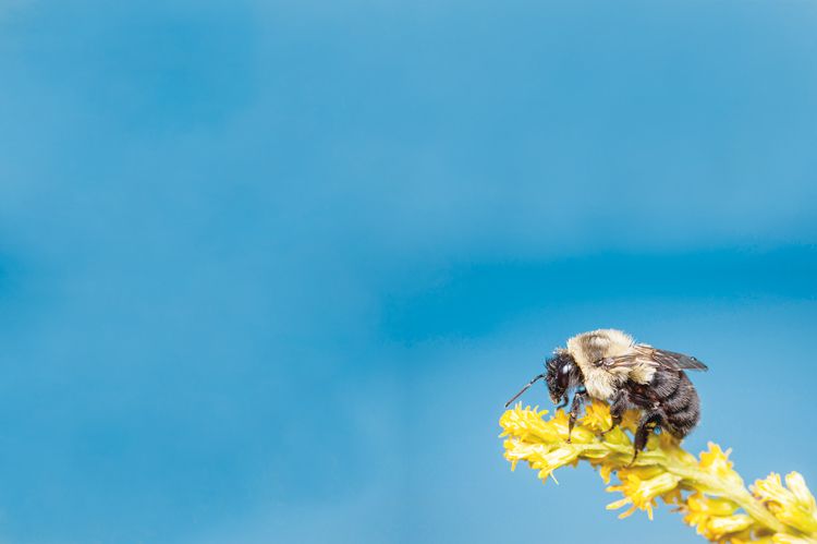 Hlavním hrdinou pokusů byl nejběžnější americký čmelák Bombus impatiens