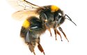 Pyl sbírají čmeláci stejně jako včely do košíčků na třetím páru nohou
