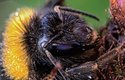 Pyl opylovač přenáší ve svých hustých chloupcích