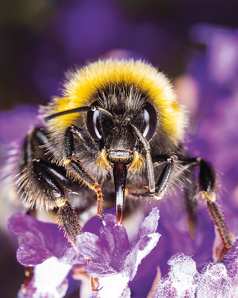 Čmeláků u nás žije 38 druhů, na fotce je chráněný čmelák zemní (Bombus terrestris)