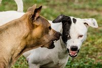 Pes na Litoměřicku napadnul pejskařku: Skončila na chirurgii