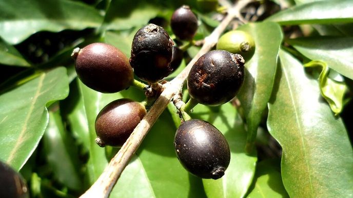 Nedávno znovuobjevená odrůda coffea stenophylla