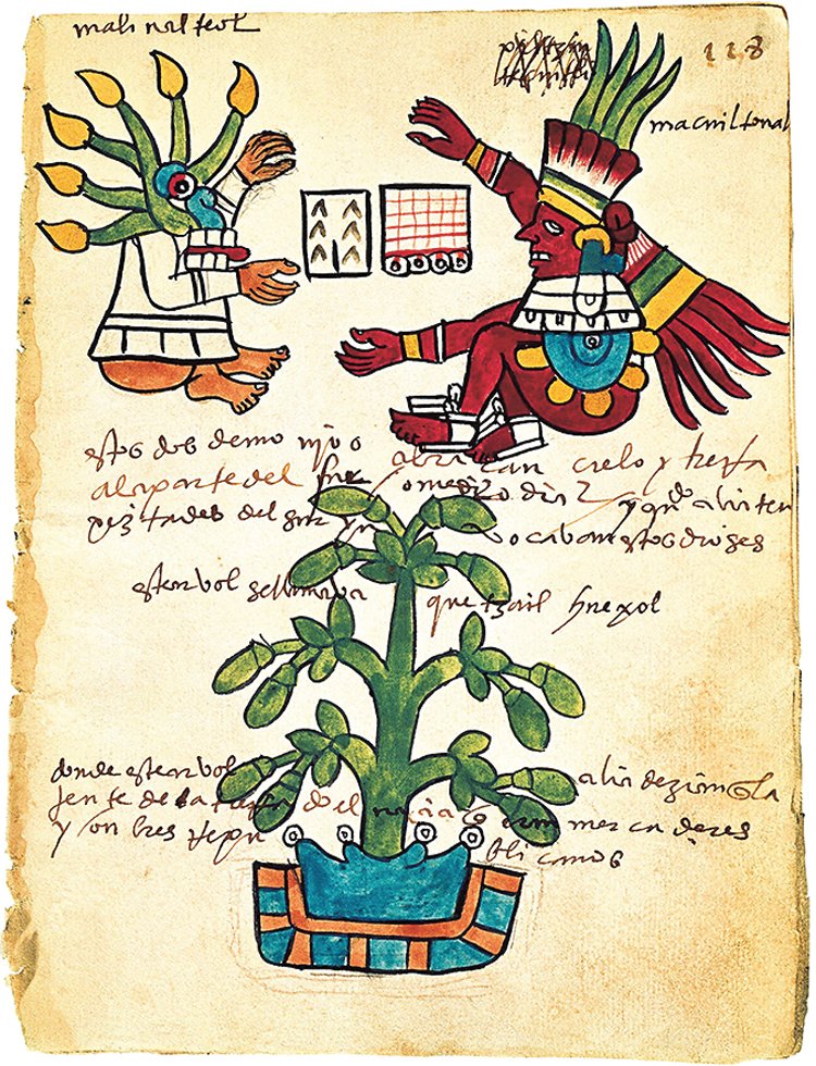 Vyobrazení kakaovníku v obrázkovém aztéckém kodexu Tudela z první poloviny 16. století