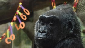 Zemřela první gorila na světě narozená v zoo, samičce Colo bylo 60  let.