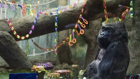 Zemřela první gorila na světě narozená v zoo, samičce Colo bylo 60  let.
