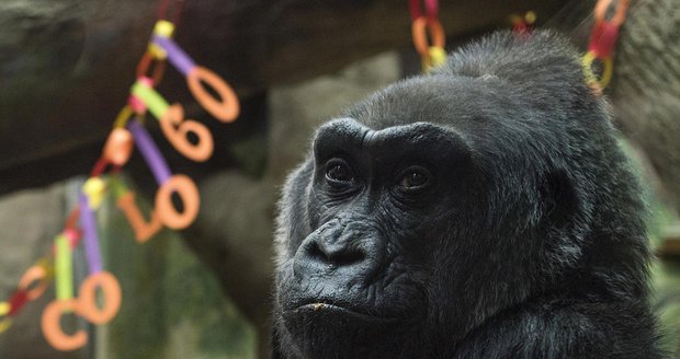 Zemřela první gorila na světě narozená v zoo: Bylo jí rekordních 60 let! 