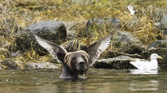 Nejvtipnější fotografie zvířat roku 2016: Podívejte se na vítězné soutěžní snímky  