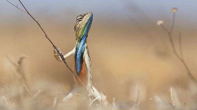 Comedy Wildlife Photography Award 2016