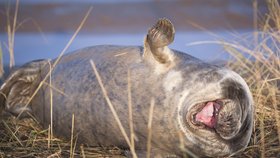 Finalisté letošní soutěže Comedy Wildlife Photography Awards 2019