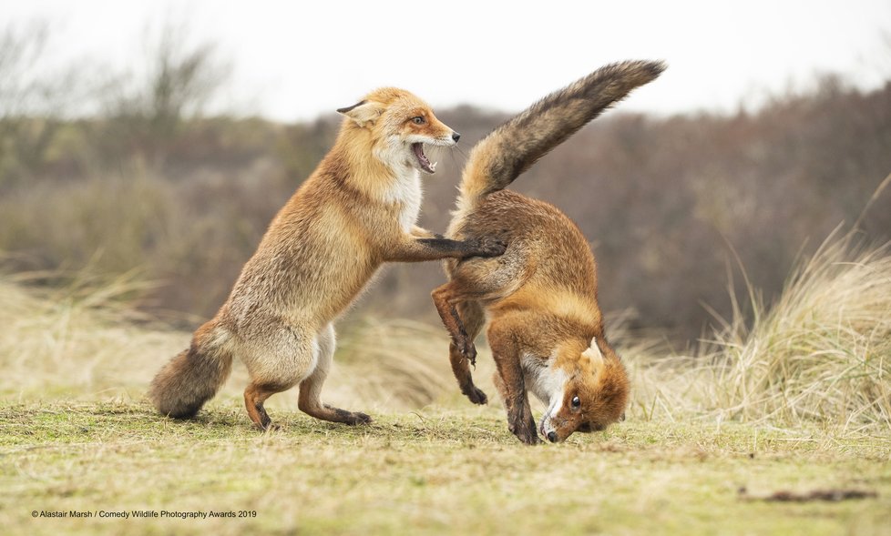 Finalisté letošní soutěže Comedy Wildlife Photography Awards 2019