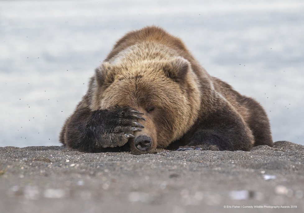 Finalisté letošní soutěže Comedy Wildlife Photography Awards 2019