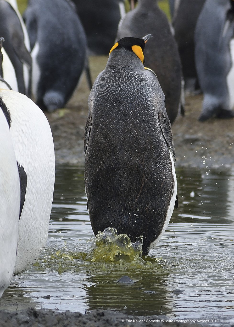 Finalisté letošní soutěže Comedy Wildlife Photography Awards 2019