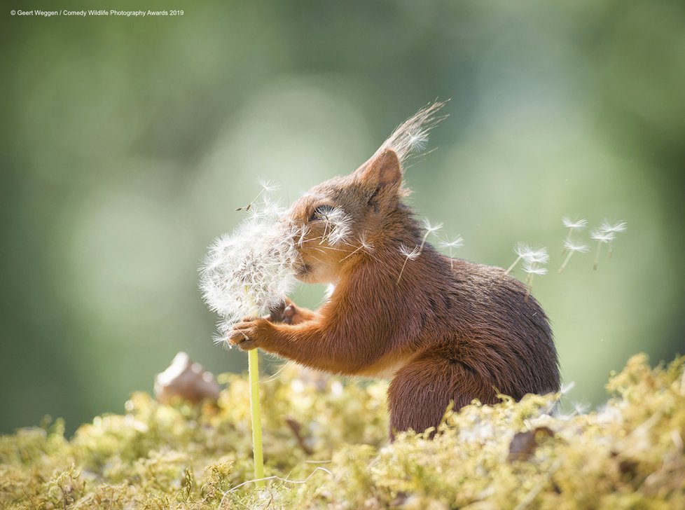 Finalisté letošní soutěže Comedy Wildlife Photography Awards 2019