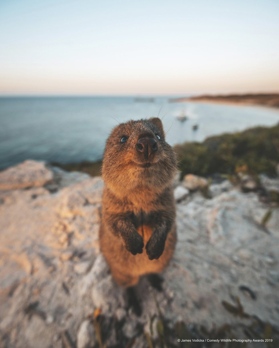 Finalisté letošní soutěže Comedy Wildlife Photography Awards 2019