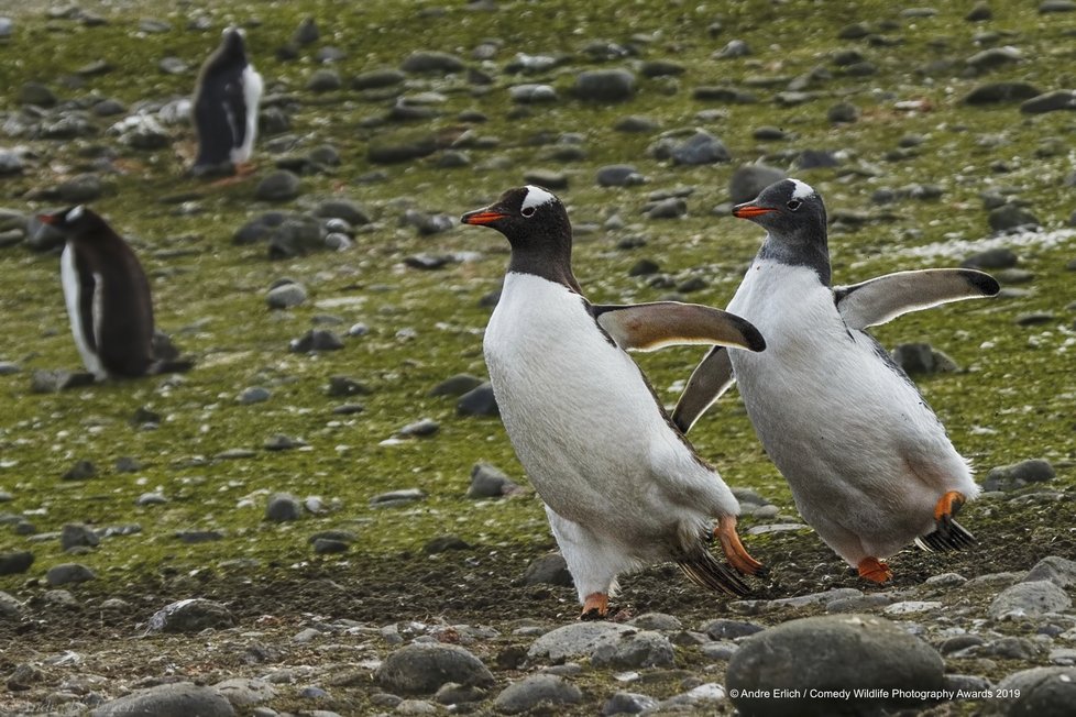 Finalisté letošní soutěže Comedy Wildlife Photography Awards 2019