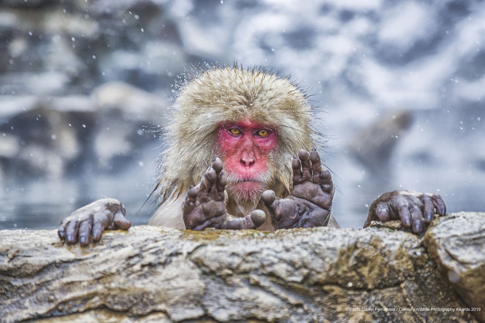 Finalisté letošní soutěže Comedy Wildlife Photography Awards 2019