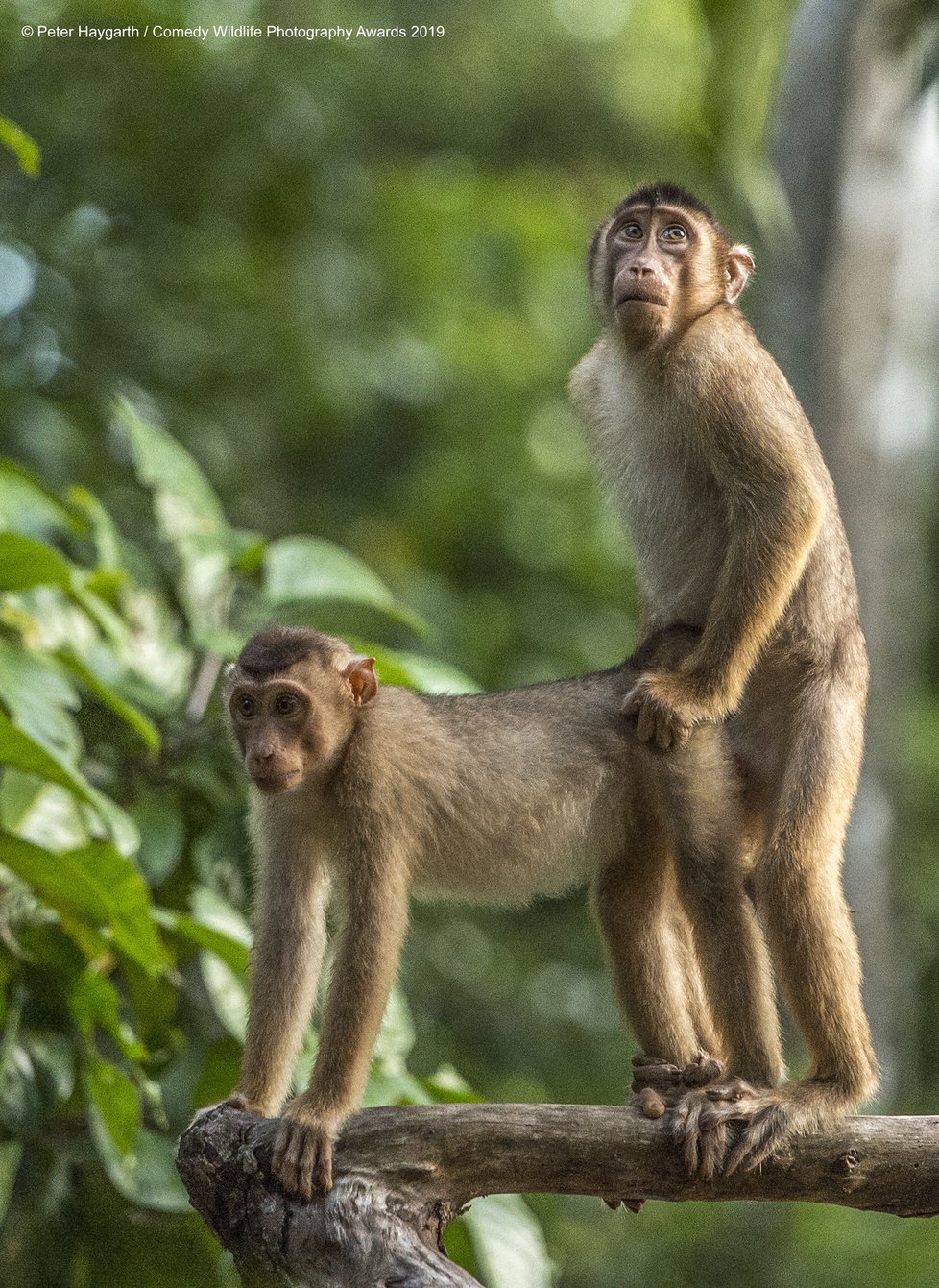 Finalisté letošní soutěže Comedy Wildlife Photography Awards 2019