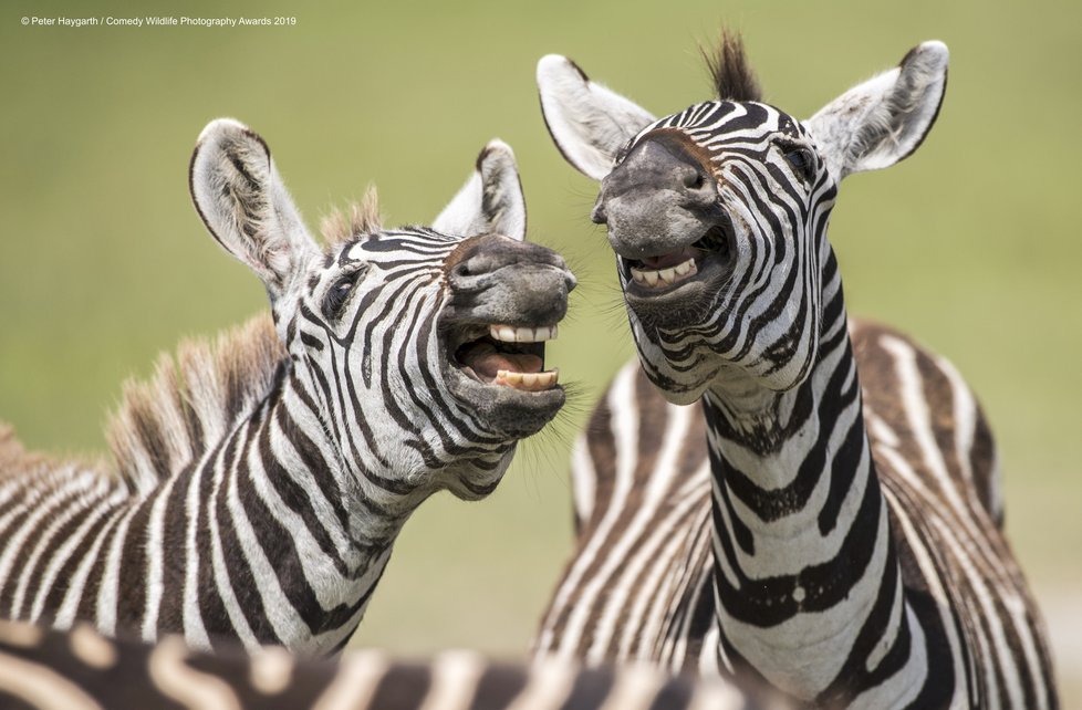 Finalisté letošní soutěže Comedy Wildlife Photography Awards 2019