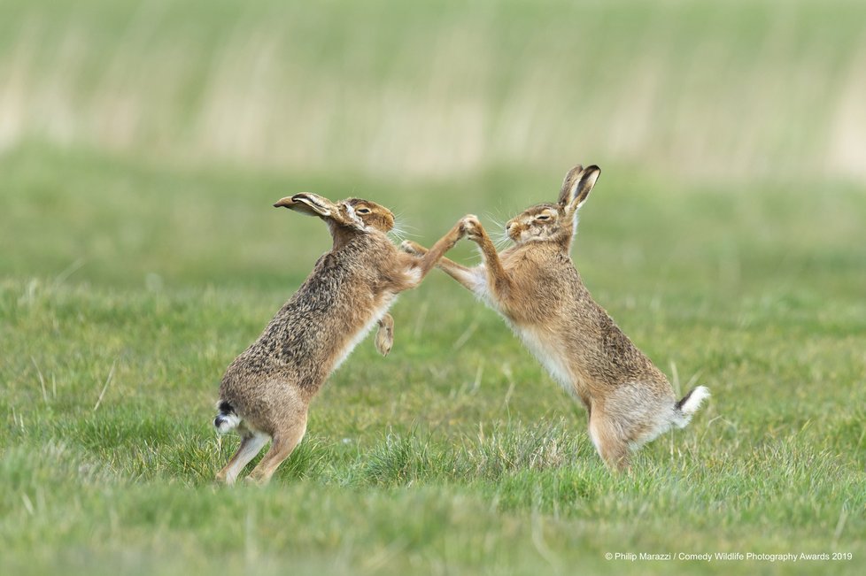 Finalisté letošní soutěže Comedy Wildlife Photography Awards 2019