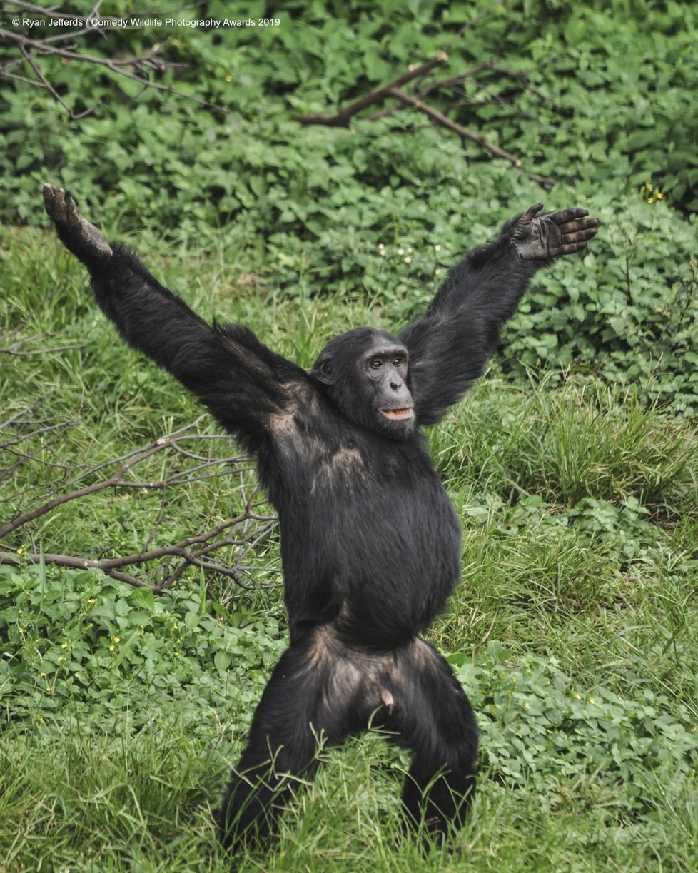 Finalisté letošní soutěže Comedy Wildlife Photography Awards 2019