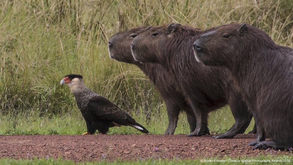 Finalisté letošní soutěže Comedy Wildlife Photography Awards 2019