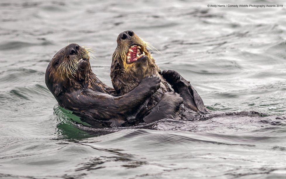 Finalisté letošní soutěže Comedy Wildlife Photography Awards 2019